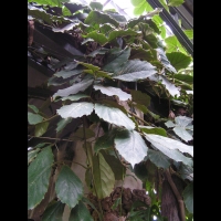 Tetrastigma Voinierianum (fam. Vitacees) (Vietnam, Laos) (2)